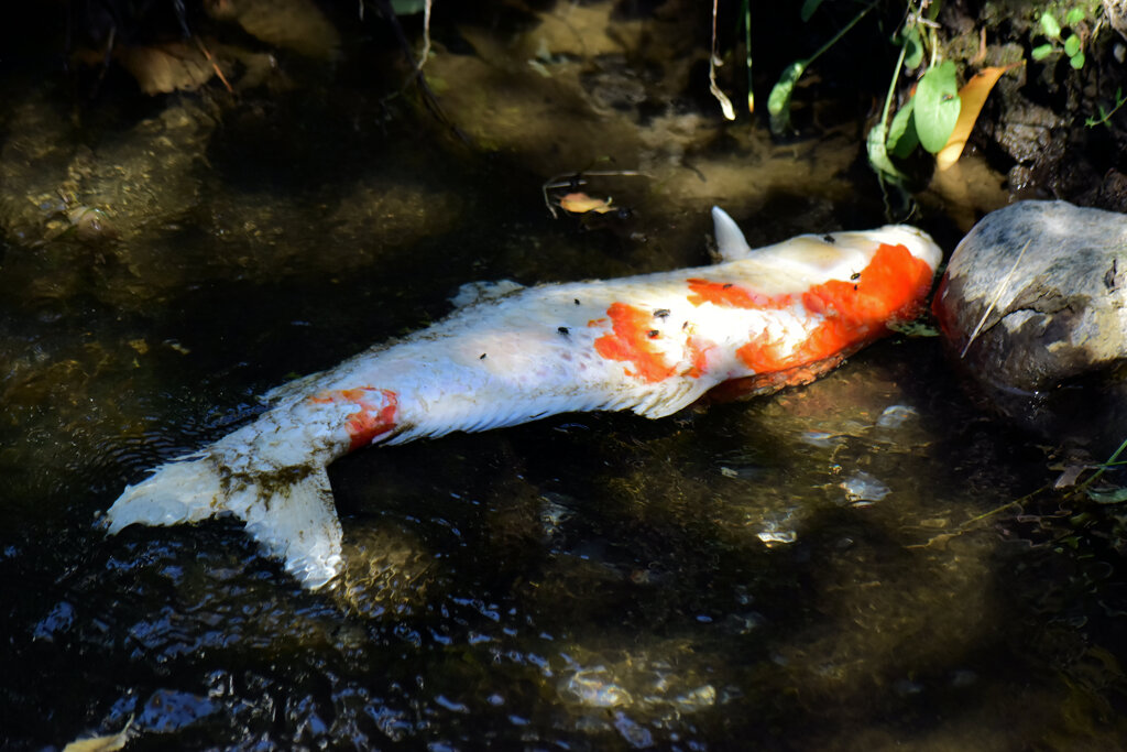 二ヶ領用水路・・死んだ錦鯉　2/5