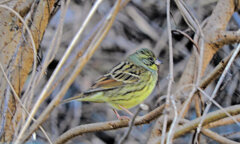 アオジ　さん　3/3