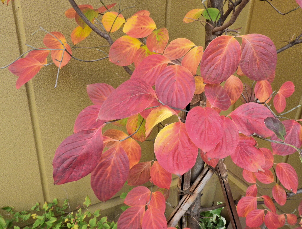 ヤマボウシの紅葉　６