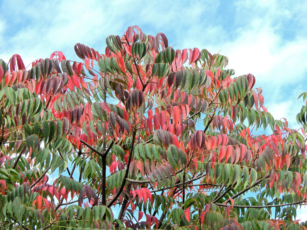 山黄櫨 （やまはぜ）のグラデーション　１