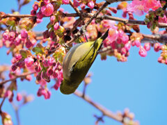 サクジロー　ヨコハマヒザクラ（横浜緋桜)にメジロさん２