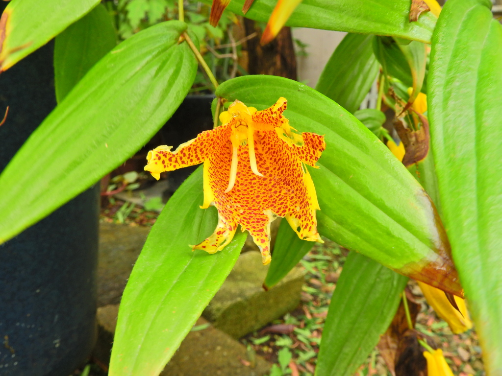 キイジョウロウホトトギス　(紀伊上臈杜鵑草)５