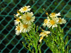 秋の野芥子 （あきののげし）５