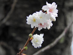四季桜　４
