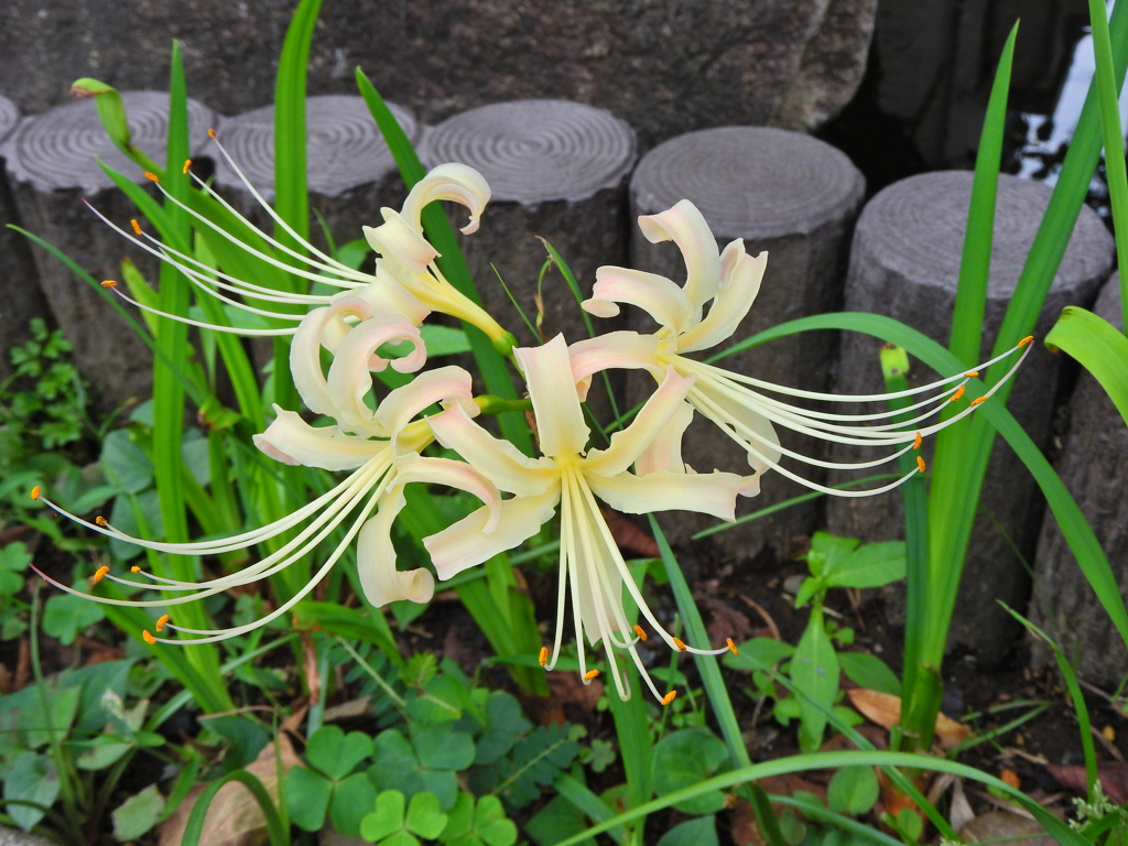 彼岸花 （ひがんばな） 曼珠沙華　（まんじゅしゃげ）５