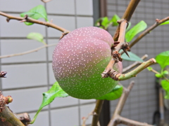 ぼぉ～けぇ～の実　2/3