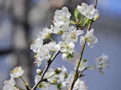 李 （すもも）「酸桃」　花　３