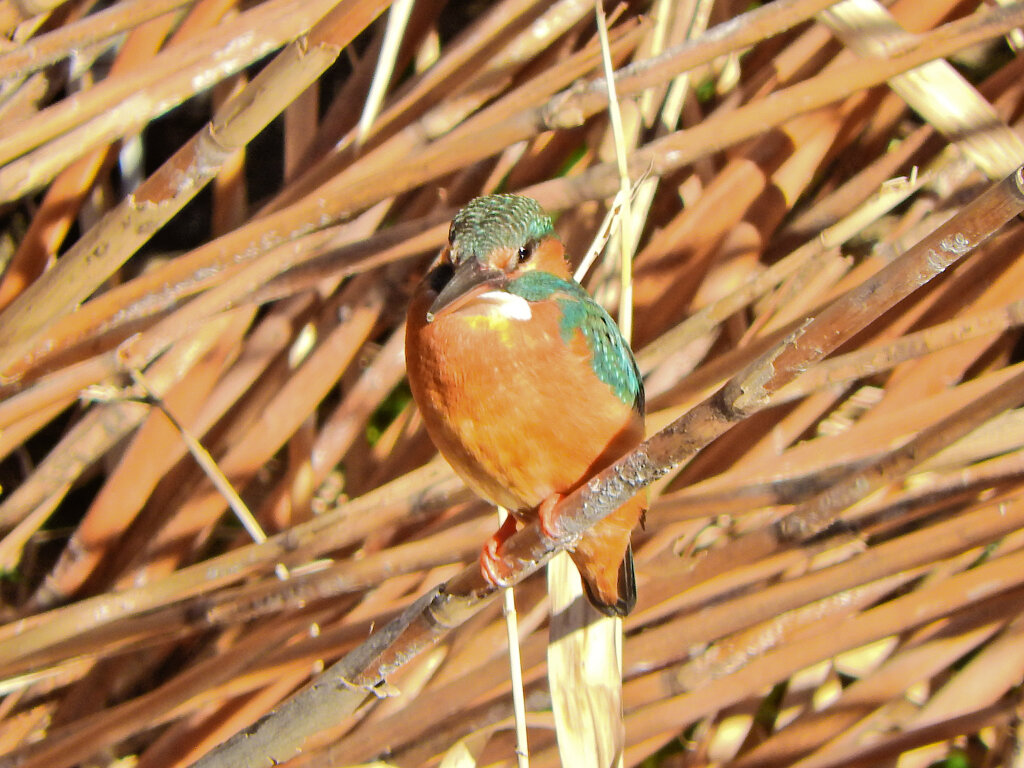 今日のカワセミ　さん　４