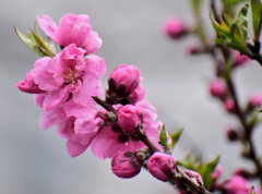 花桃　５