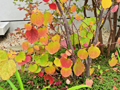 マルバノキの紅葉　♥３