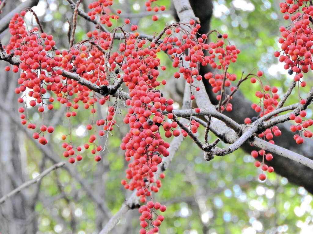 飯桐 （いいぎり）　南天桐（なんてんぎり）４