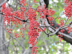 飯桐 （いいぎり）　南天桐（なんてんぎり）４