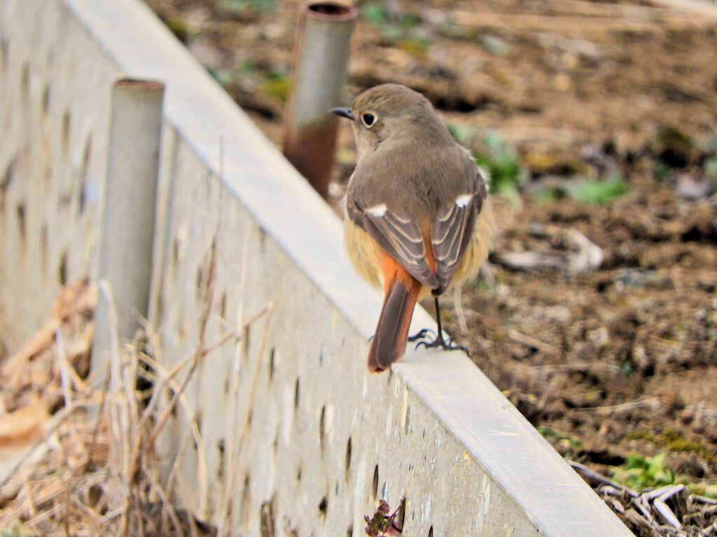 ジョビ子さんと遊んだ(∩.∩）　６