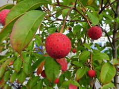 まだ残っていたヤマボウシの実　３