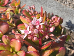 金の成る木 （かねのなるき） 花月（かげつ）　３