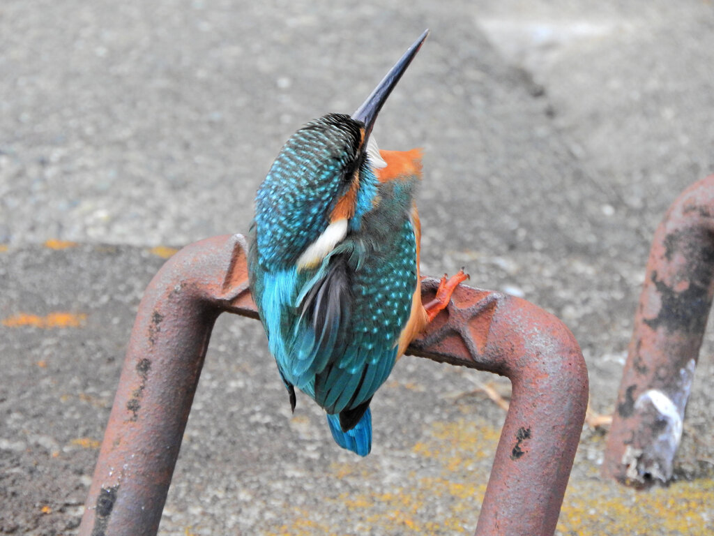 久々のカワセミ　さん　９