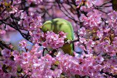 河津桜を喰い散らす　ワカケホンセイインコ　１