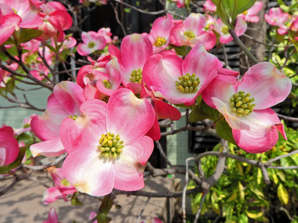 花水木　４