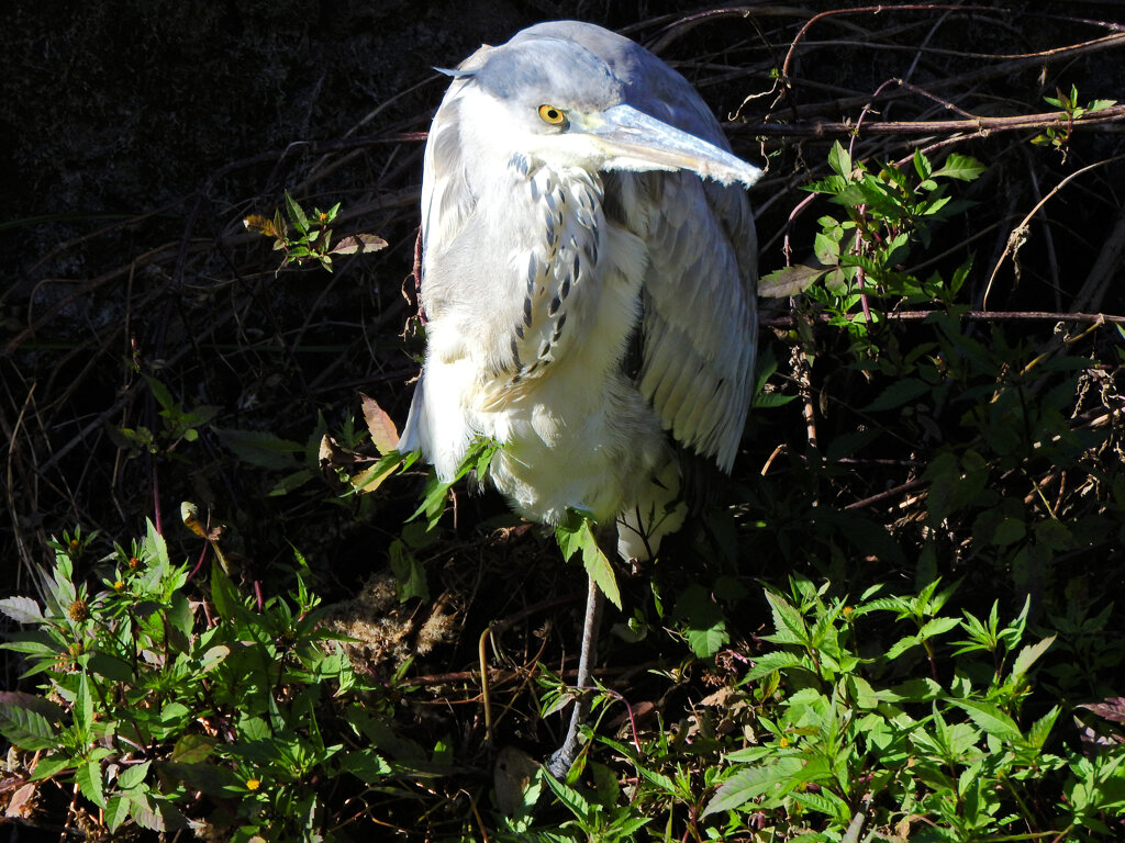 二ヶ領用水路で　アオサギ　３