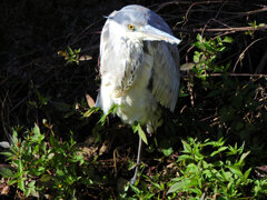 二ヶ領用水路で　アオサギ　３