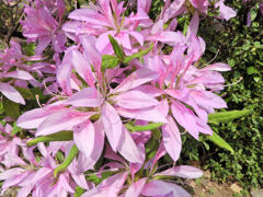 躑躅’花車’（ツツジ’ハナグルマ’）１