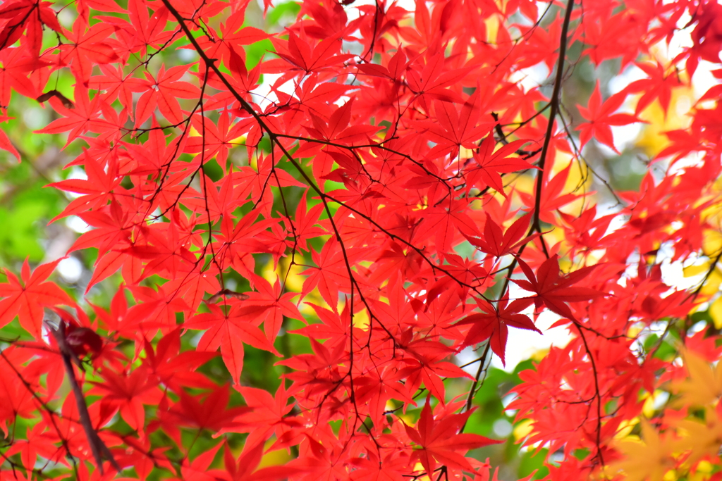 萌え盛る紅葉　３
