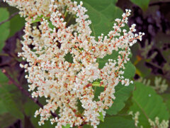虎杖 （いたどり）花　１
