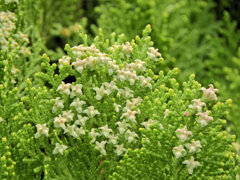 児の手柏 （このてがしわ）の花４