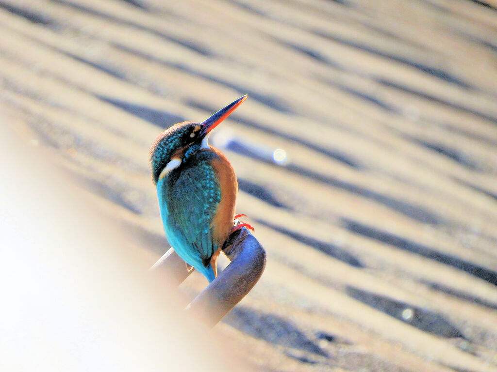 今日のカワセミ　さん　１