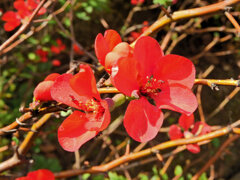 ぼぉけぇ～　１