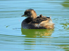 カイツブリ　さん　６
