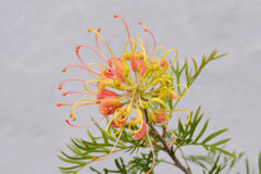 グレビア 2 グレビア 2