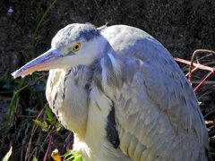 二ヶ領用水路で　アオサギ　２