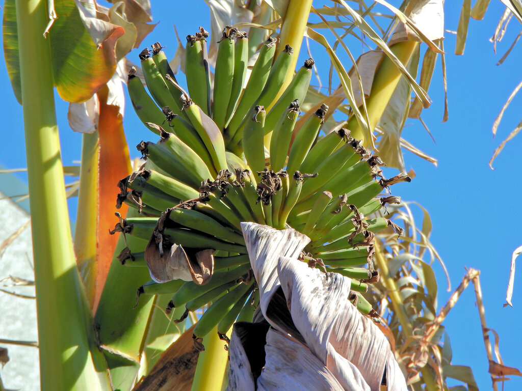 寒風にさらされるバナナ　１