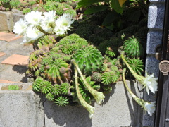 サボテンの花　２