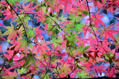 紅葉　③