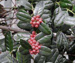 柊黐 （ひいらぎもち）　２