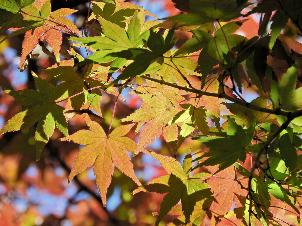 近所のお寺で　紅葉　１