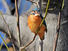 今日の　カワセミ　さん　4/4