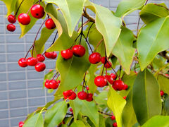 ソヨゴ（冬青）１