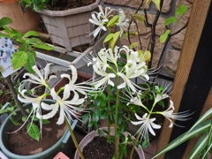 彼岸花 （ひがんばな） 曼珠沙華　（まんじゅしゃげ）２