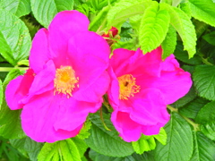 ハマナス（浜茄子）ハマナシ（浜梨）２