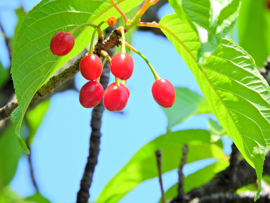 寒緋桜の実　３