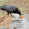 カラスが民家の柿の木から盗んで・・２