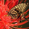 曼珠沙華にナミアゲハ　４