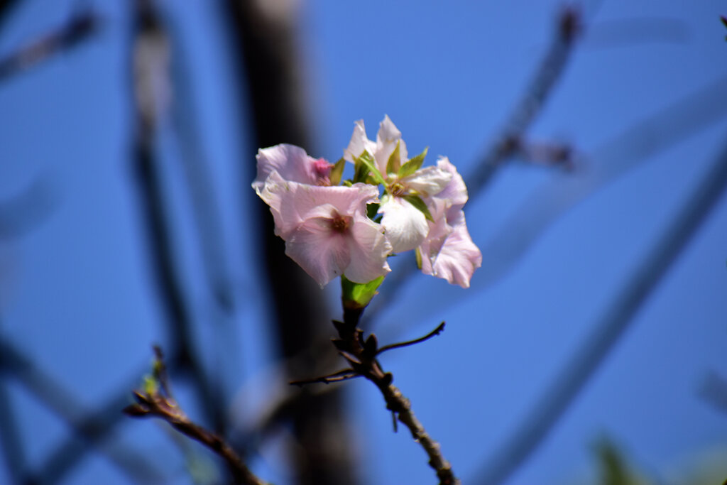 桜咲く　1/5