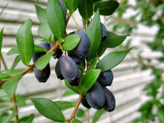 銀梅花 （ぎんばいか）（黒い実）１