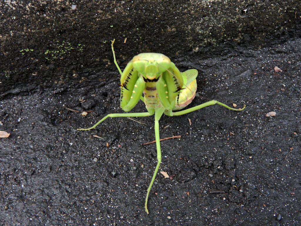 カマキリさんに出合った　6/8