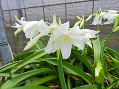 （アフリカ浜木綿（はまゆう）２