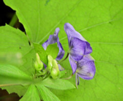 里山でヤマトリカブト　３